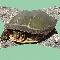 Go on an adventure through a turtle's life cycle and all the trials they face! In this guided adventure, you will face a series of obstacles just like Ontario turtles.